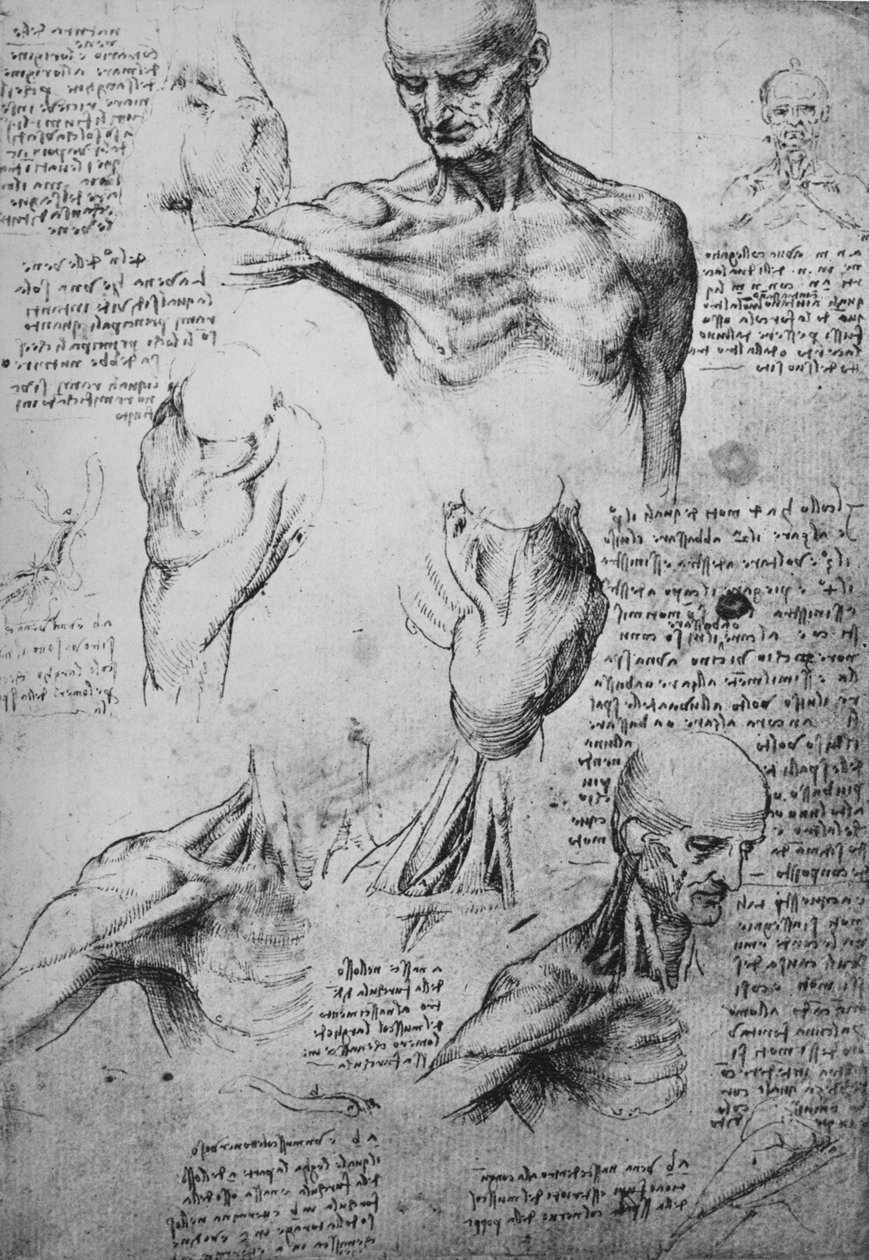 Anatomiska teckningar av en mans nacke och axlar, c1480 1945 av Leonardo da Vinci