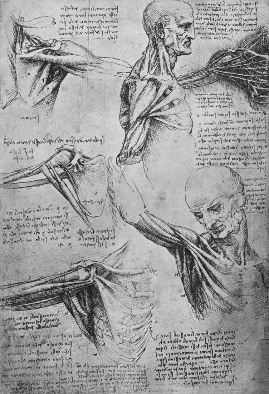 Anatomiska studier av en mans nacke och axlar, c1480 1945 av Leonardo da Vinci