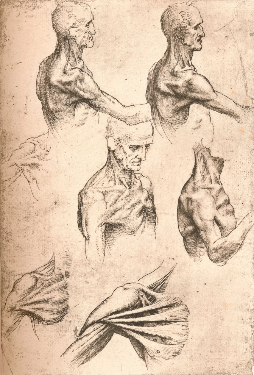 Anatomisk ritning, c1472-c1519 1883 av Leonardo da Vinci
