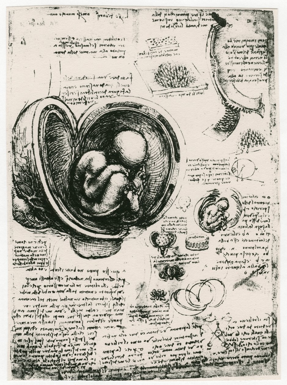 Anatomisk skiss av ett mänskligt foster i livmodern, c1510 av Leonardo da Vinci