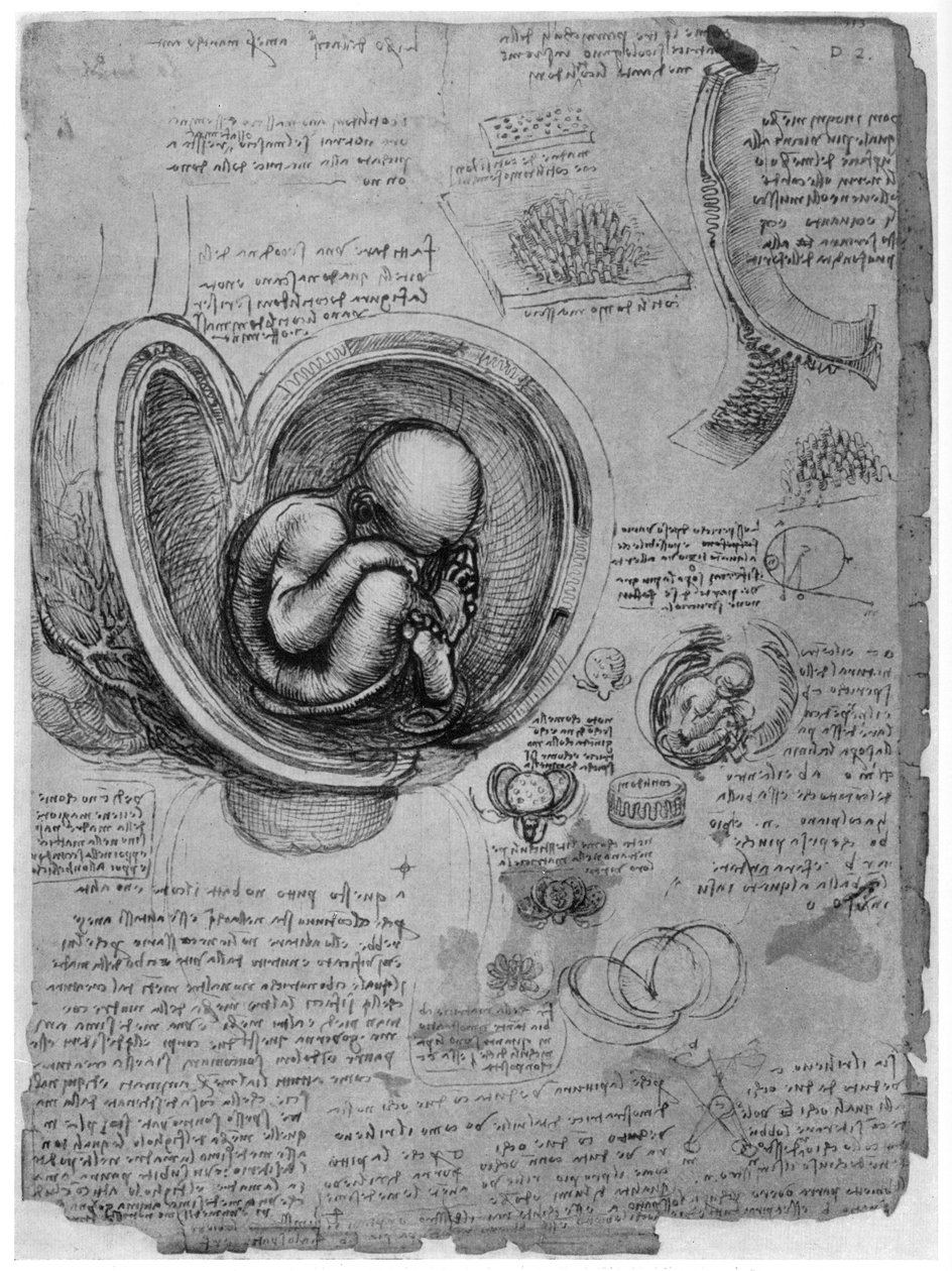 Anatomisk skiss av ett mänskligt foster i livmodern, c1510 1954 av Leonardo da Vinci