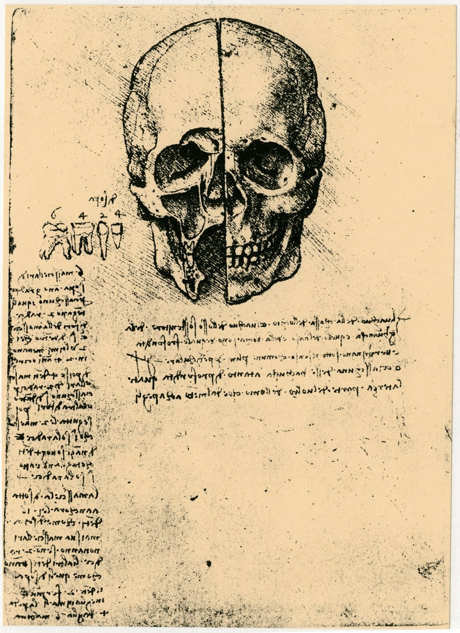 Anatomisk skiss av en mänsklig skalle, c1472-1519 av Leonardo da Vinci