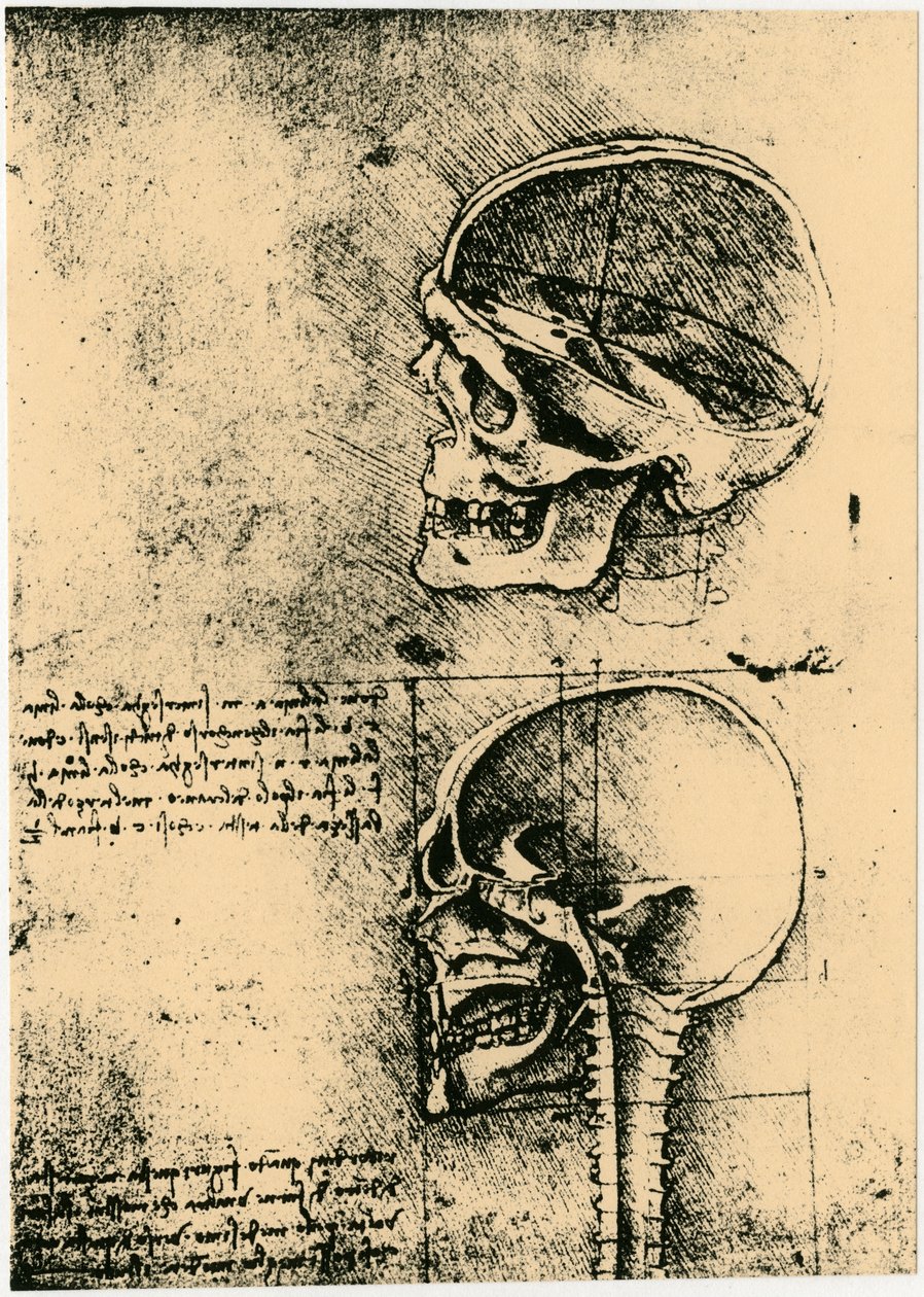Anatomisk skiss, två studier av en mänsklig skalle, c1489 av Leonardo da Vinci