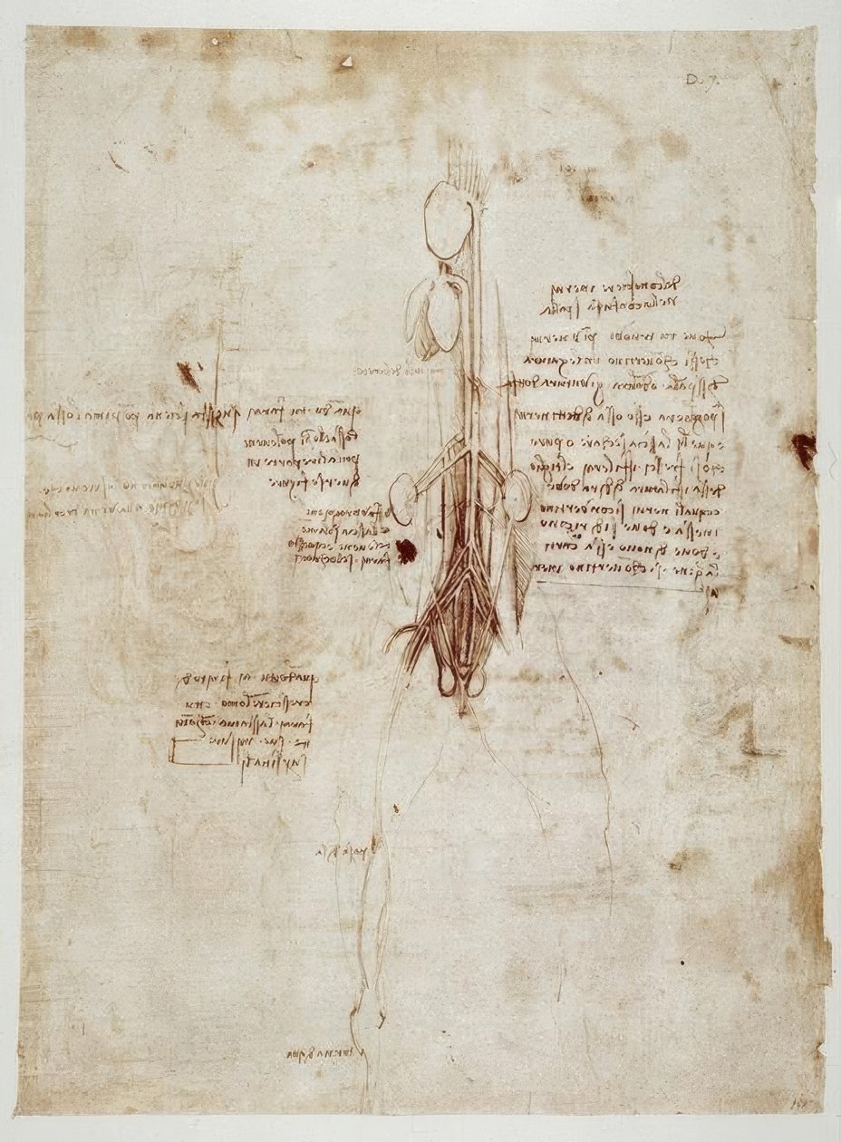 Anatomiestudier av Leonardo da Vinci