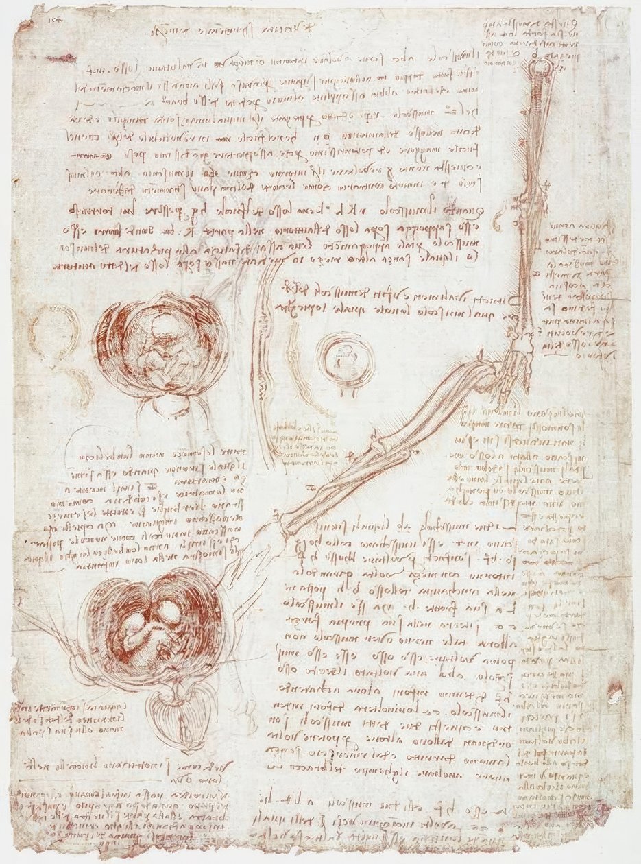 Anatomistudier: armbågsledens rörelse / foster i livmodern av Leonardo da Vinci