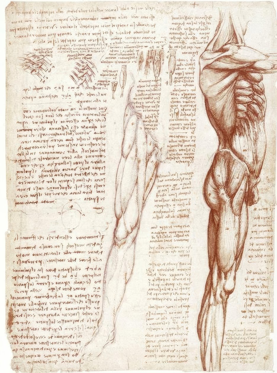 Anatomistudier: Muskulaturen i bål och ben av Leonardo da Vinci