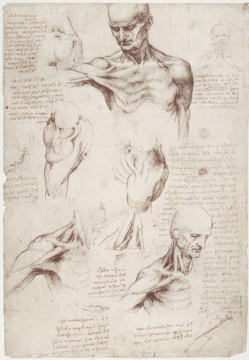 Anatomistudier: ytmusklerna i nacke och axel av Leonardo da Vinci