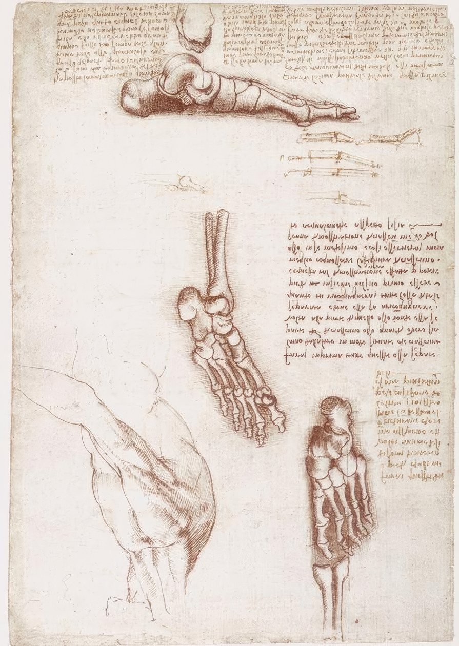 Anatomistudier: axelns ytanatomi / fotens ben av Leonardo da Vinci