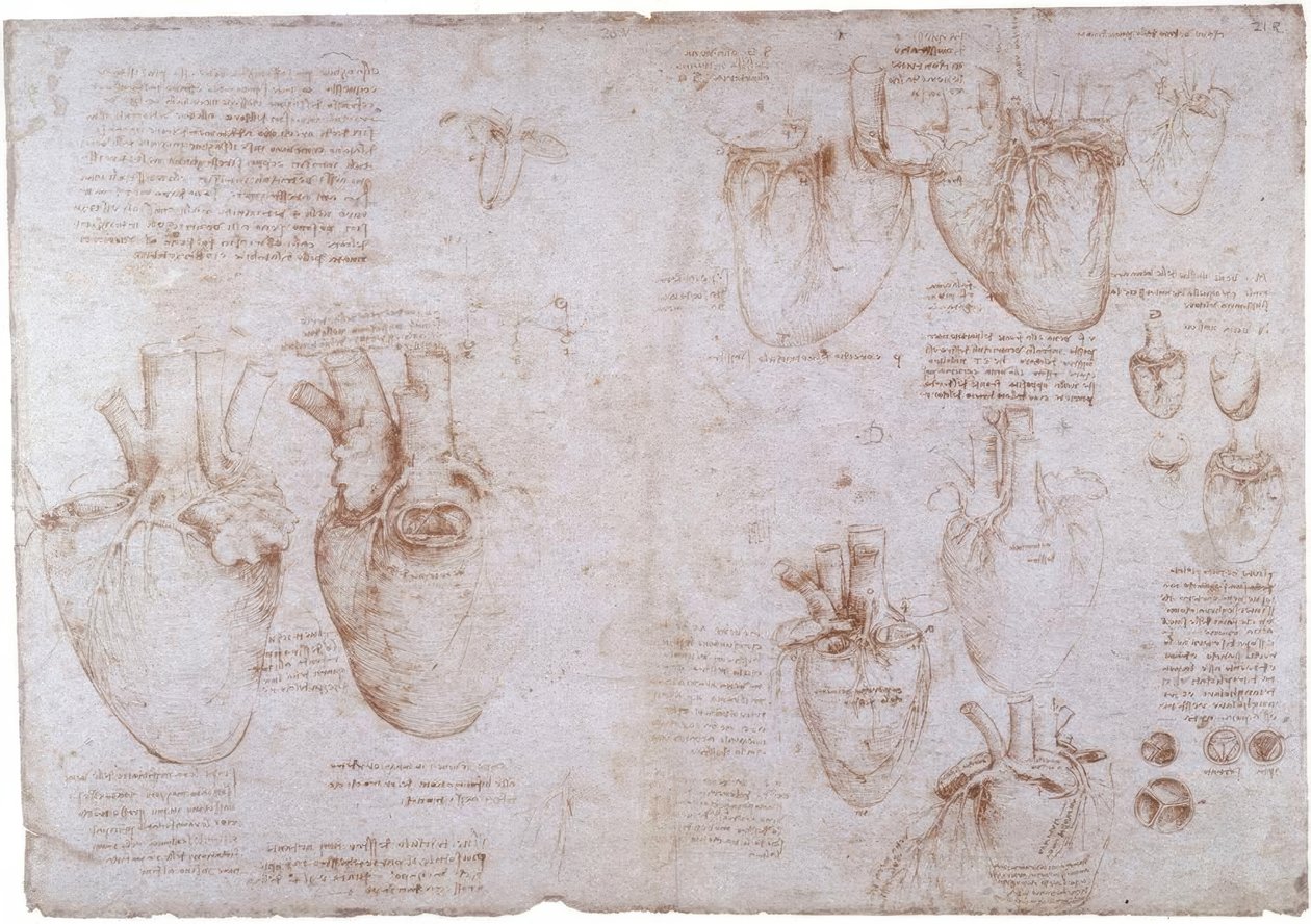 Anatomistudier: Ytådror ... av Leonardo da Vinci