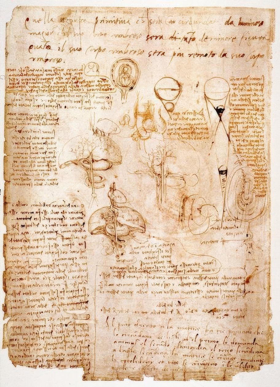 Anatomistudier: organ i buken ... av Leonardo da Vinci
