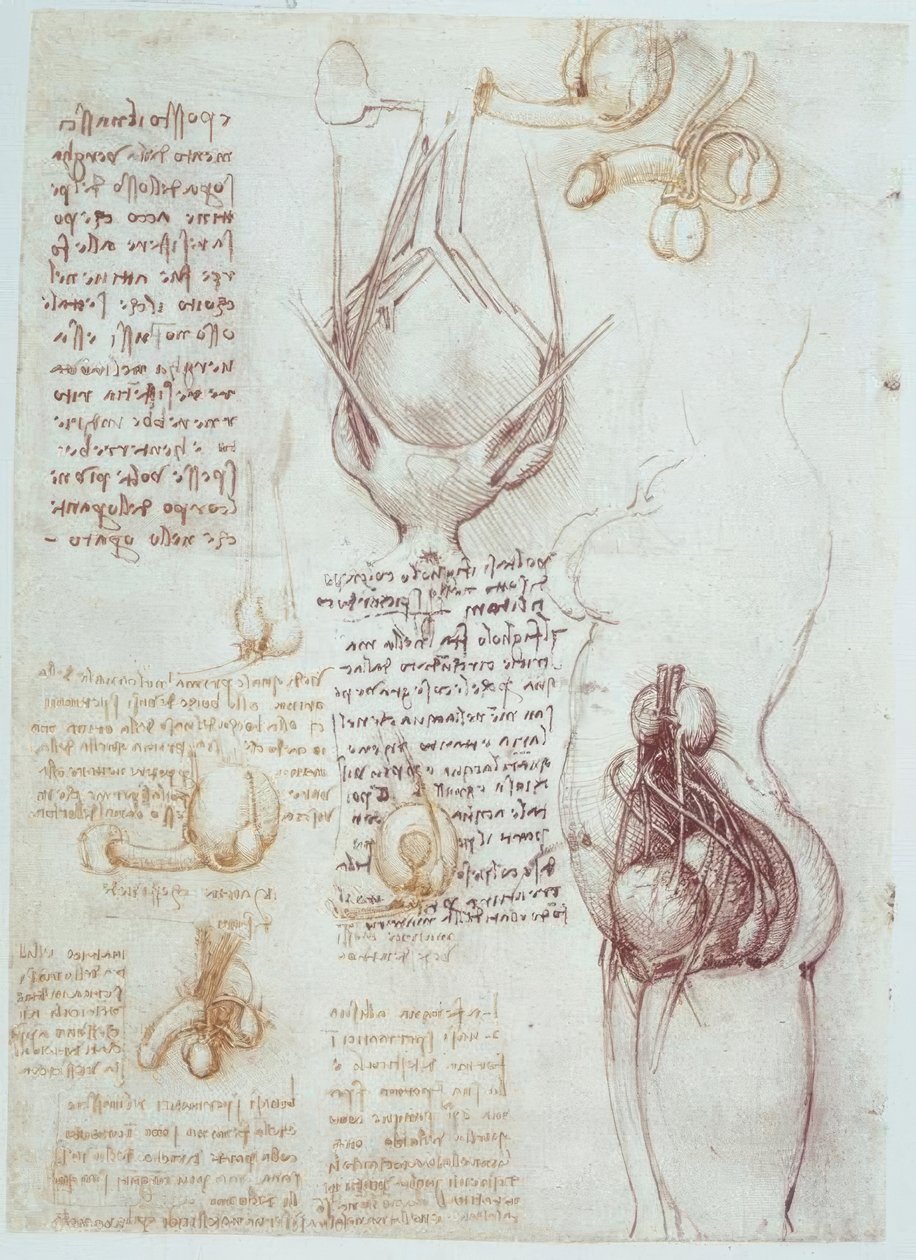 Anatomistudier: Jämförande representationer av manliga och kvinnliga könsorgan av Leonardo da Vinci