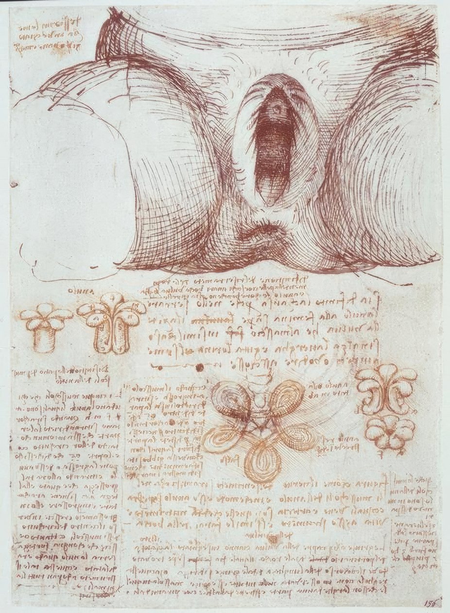 Anatomistudier: vulva hos en multiparös kvinna efter förlossning av Leonardo da Vinci