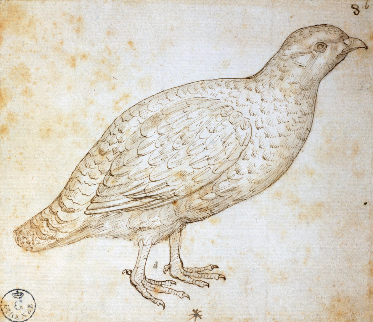 Djurstudier: vaktel, av Leonardo da Vinci (1452-1519), teckning 754 orn av Leonardo da Vinci