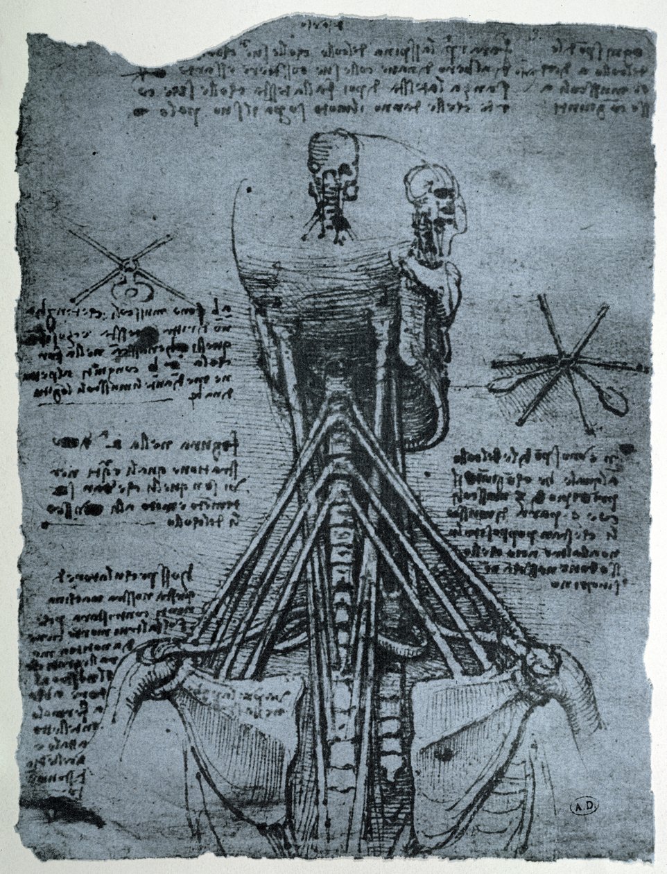 Benstruktur av den mänskliga nacken och axeln, faksimilkopia av Leonardo da Vinci