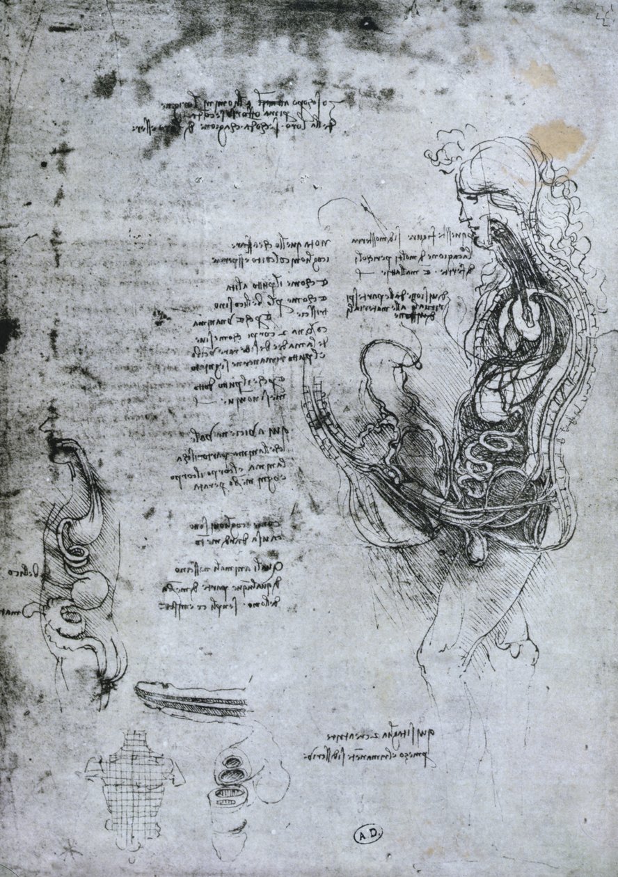 Coition of Hemisected Man and Woman, faksimilkopia av Leonardo da Vinci