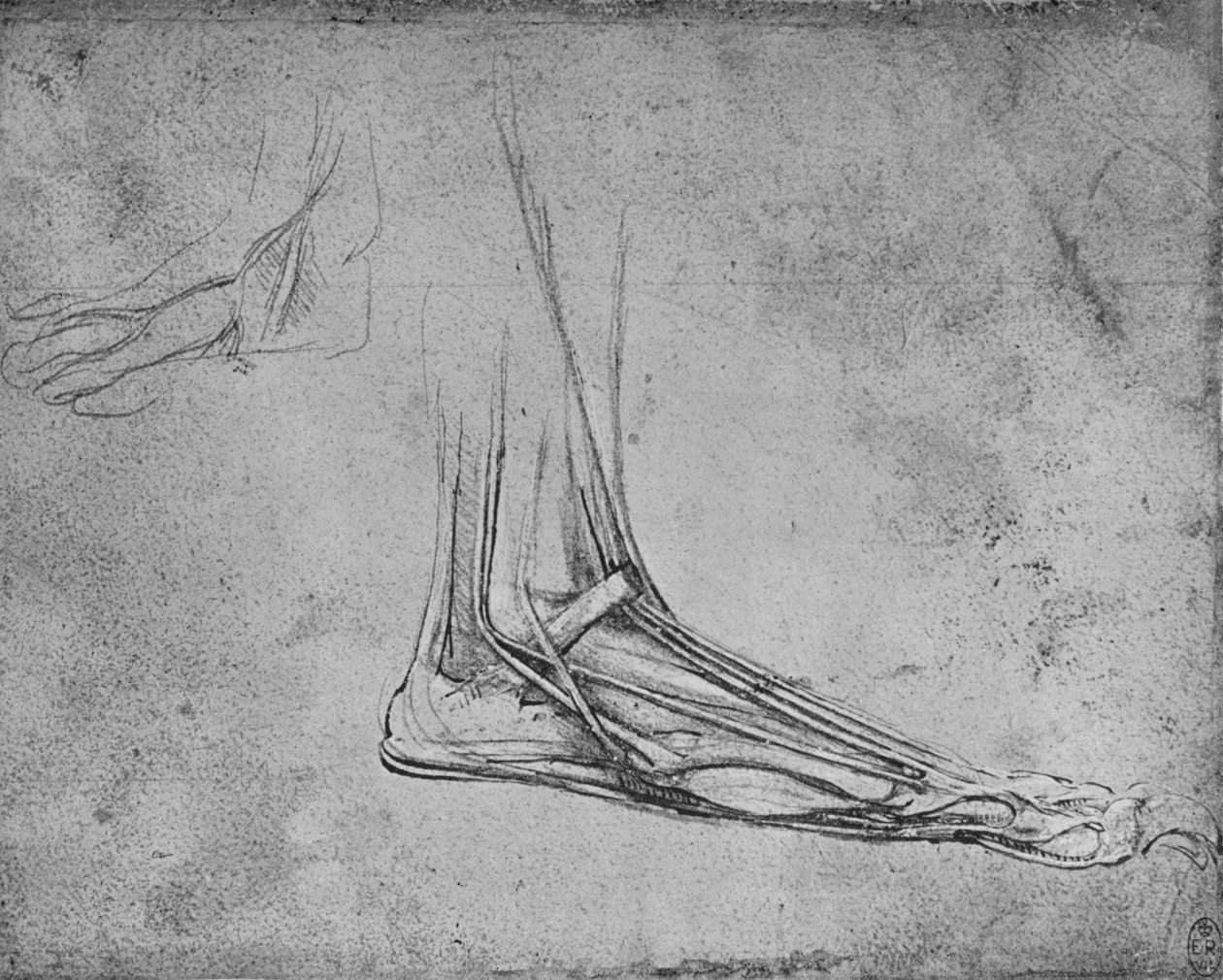 Dissektion av en björnfot till höger, c1480 1945 av Leonardo da Vinci
