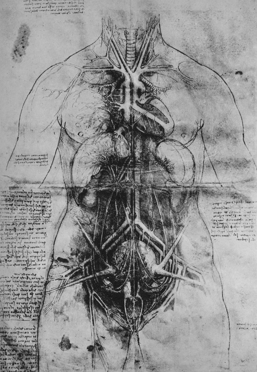 Dissektion av en kvinnas huvudorgan, c1480 1945 av Leonardo da Vinci
