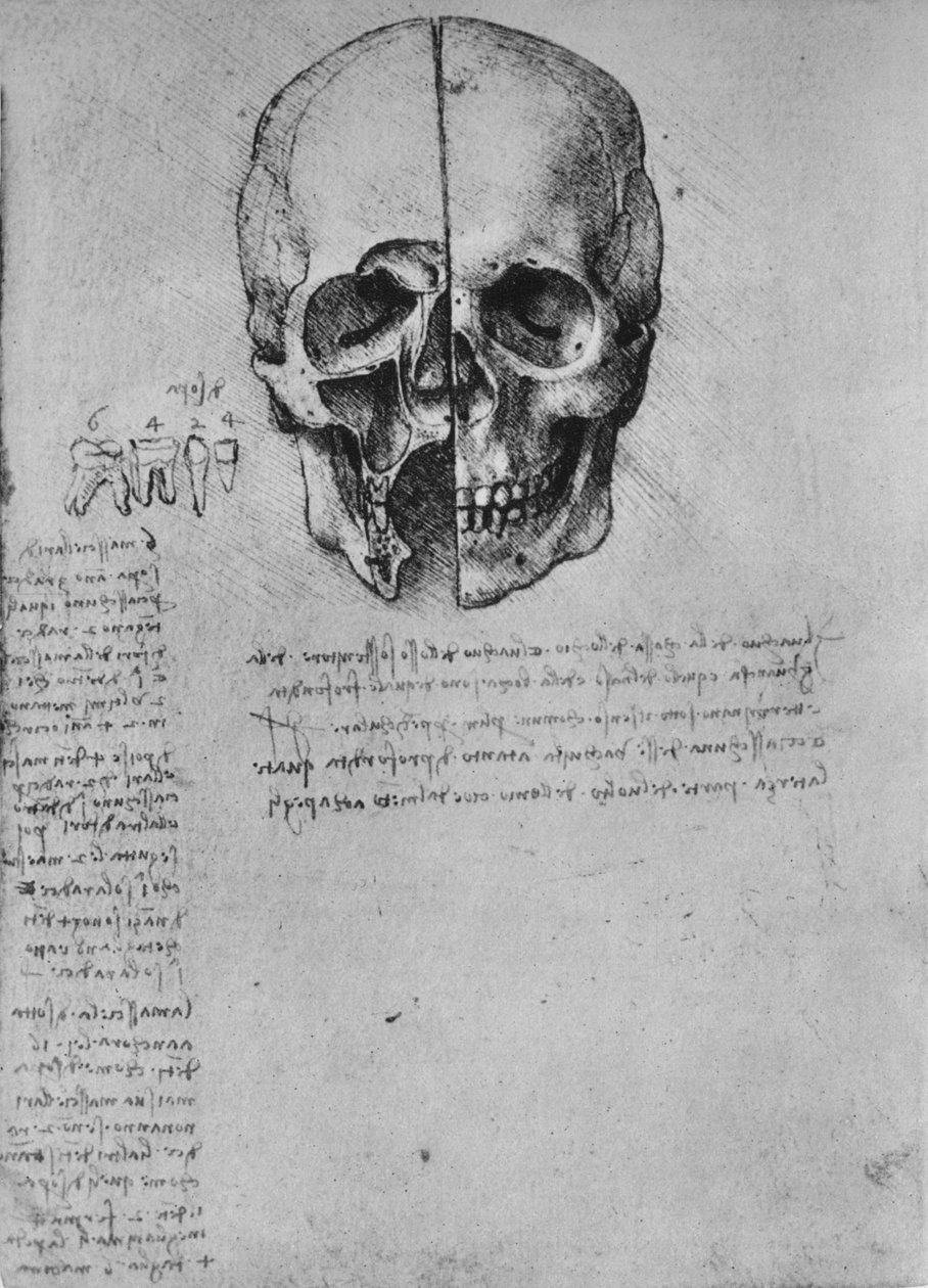 Ritning av två halvor av en skalle, c1480 1945 av Leonardo da Vinci