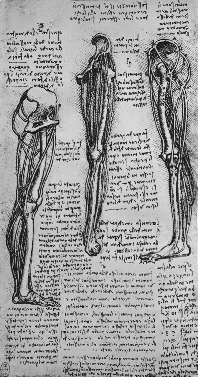 Teckningar av ett vänsterben som visar ben och senor, c1480 1945 av Leonardo da Vinci