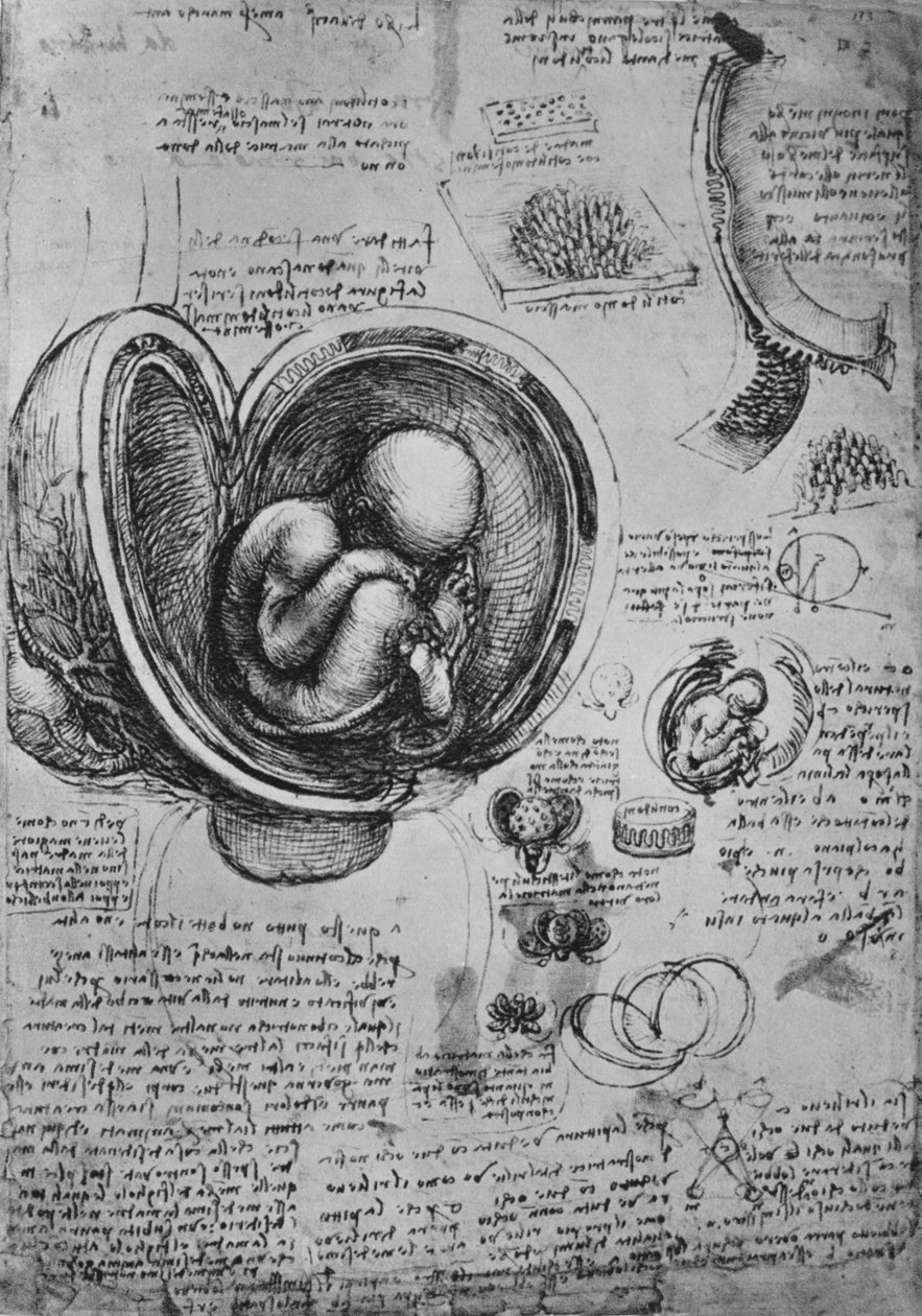 Teckningar av ett embryo i livmodern, c1480 1945 av Leonardo da Vinci