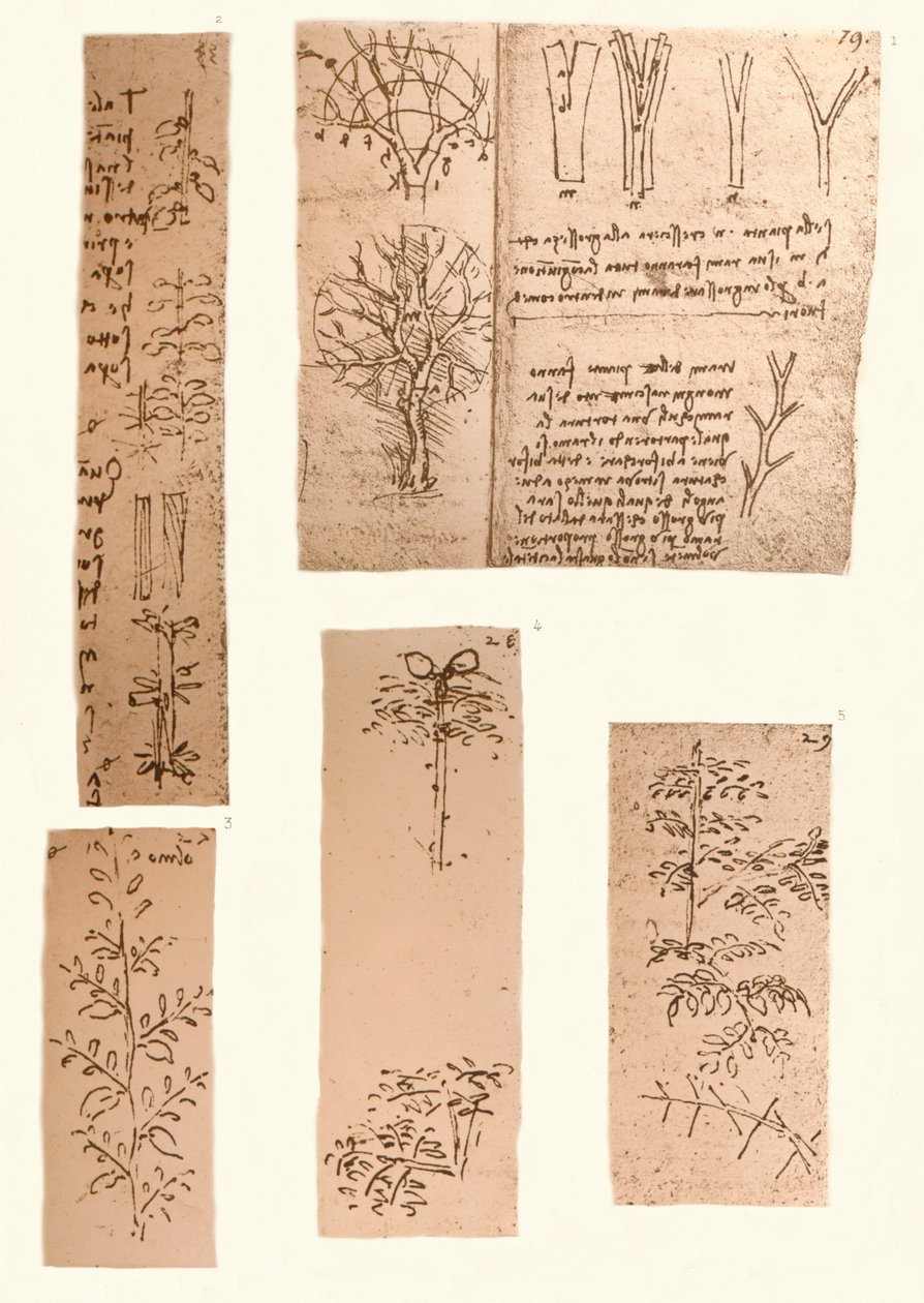 Fem teckningar som illustrerar elementen i landskapsmåleriet, c1472-c1519 1883 av Leonardo da Vinci