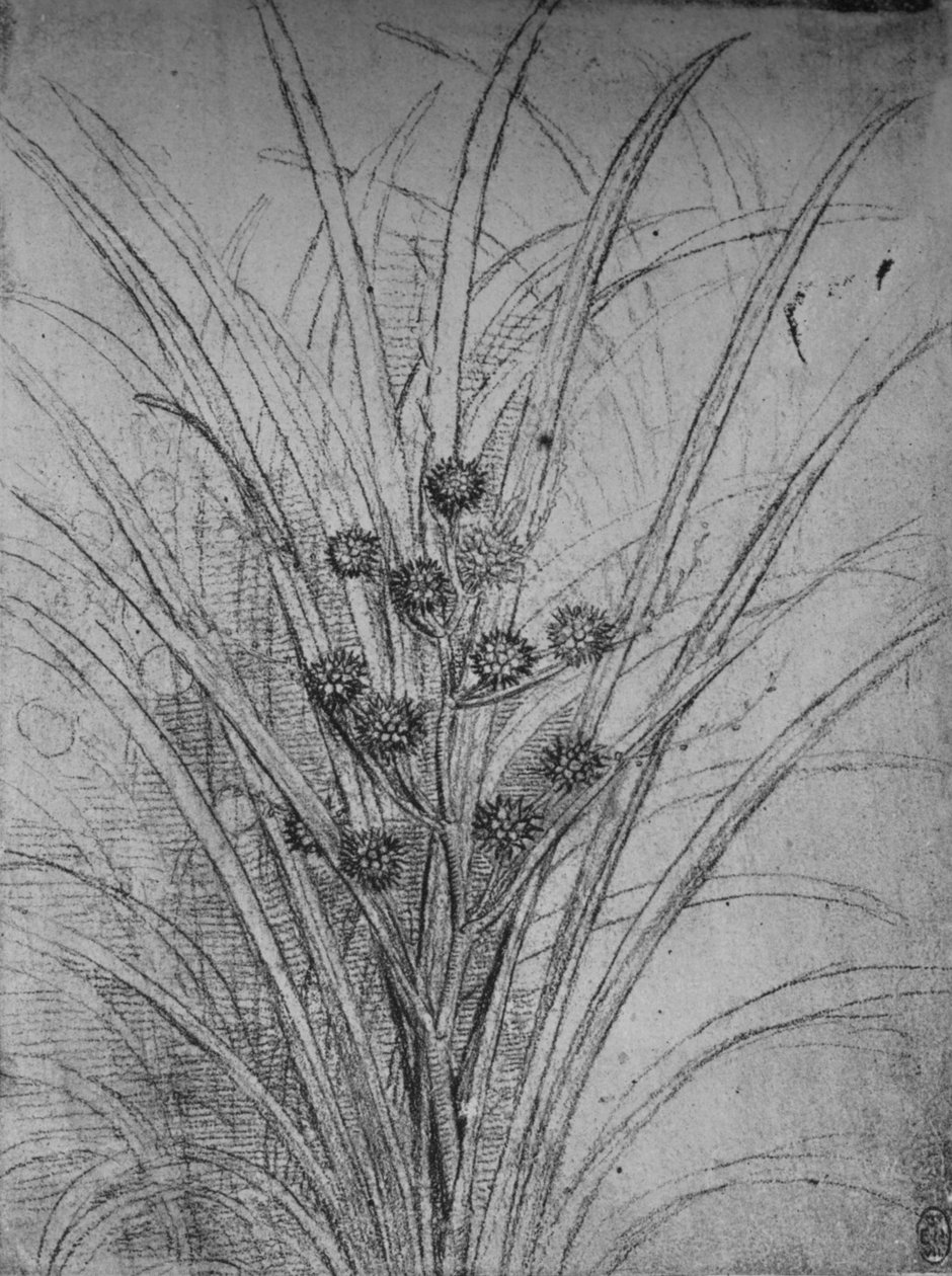 Blommande rusar, c1480 1945 av Leonardo da Vinci