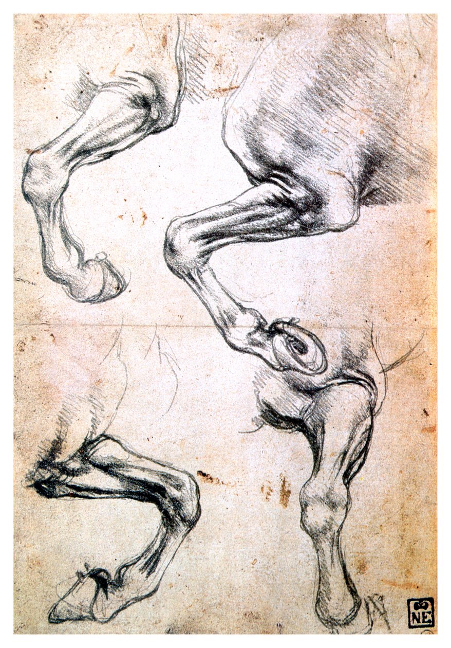 Fyra studier av hästars ben, c1500 av Leonardo da Vinci