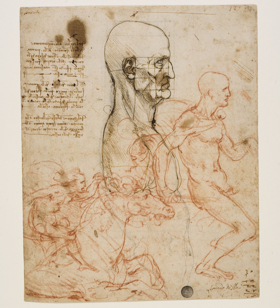 Människobyst i profil med studie av proportioner, ca. 1490-1499. av Leonardo da Vinci
