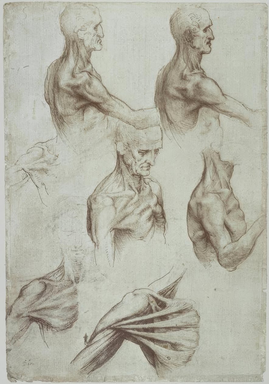 Leonardo / nacke- och axelmuskler / f. 136v av Leonardo da Vinci