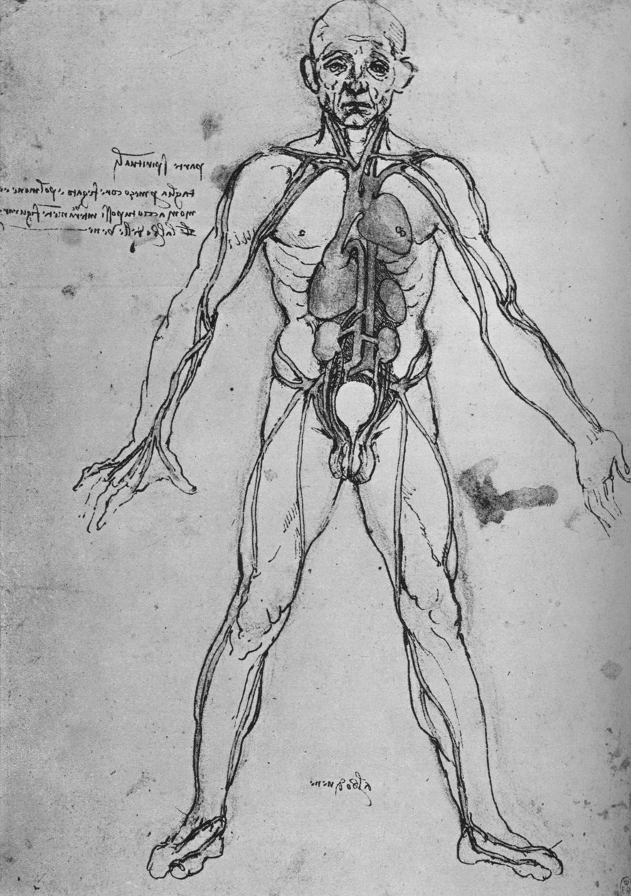 Man ritad som en anatomisk figur för att visa hjärtat, lungorna och huvudartärerna, c1480 1945 av Leonardo da Vinci