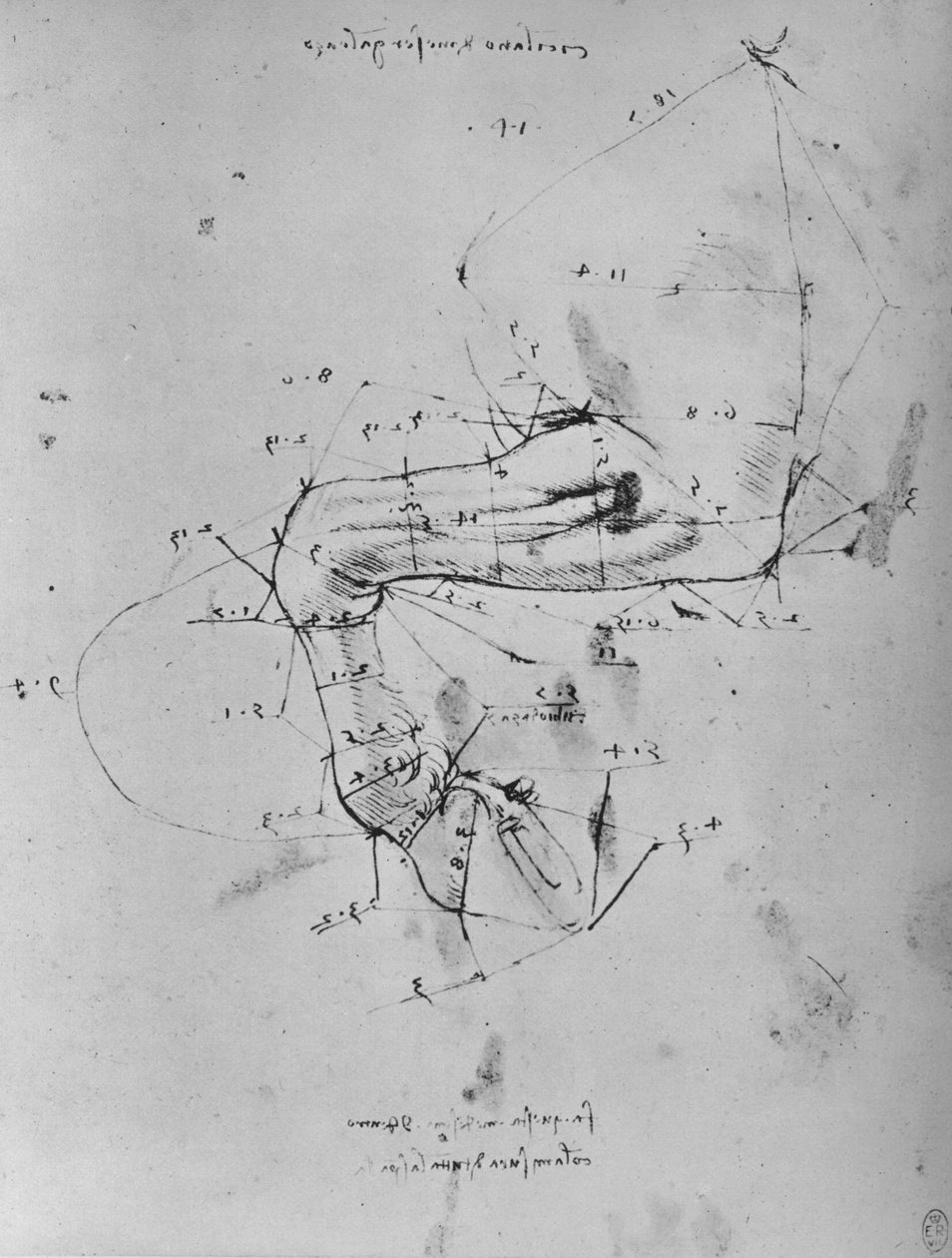 Uppmätt teckning av en hästs nära framben, c1480 1945 av Leonardo da Vinci