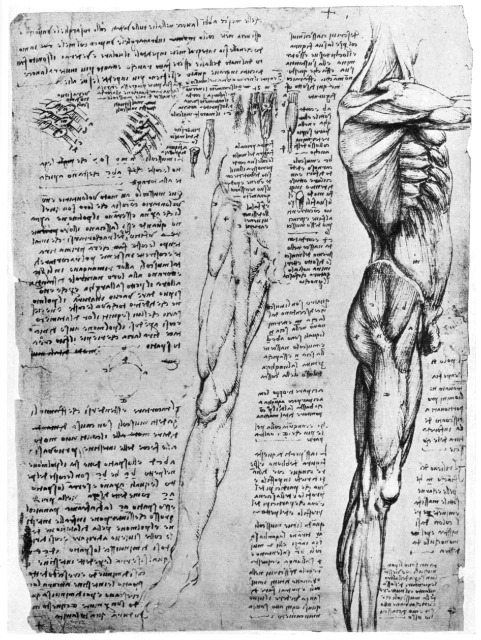 Muskelstudier, sent 1400-tal eller tidigt 1500-tal 1954 av Leonardo da Vinci