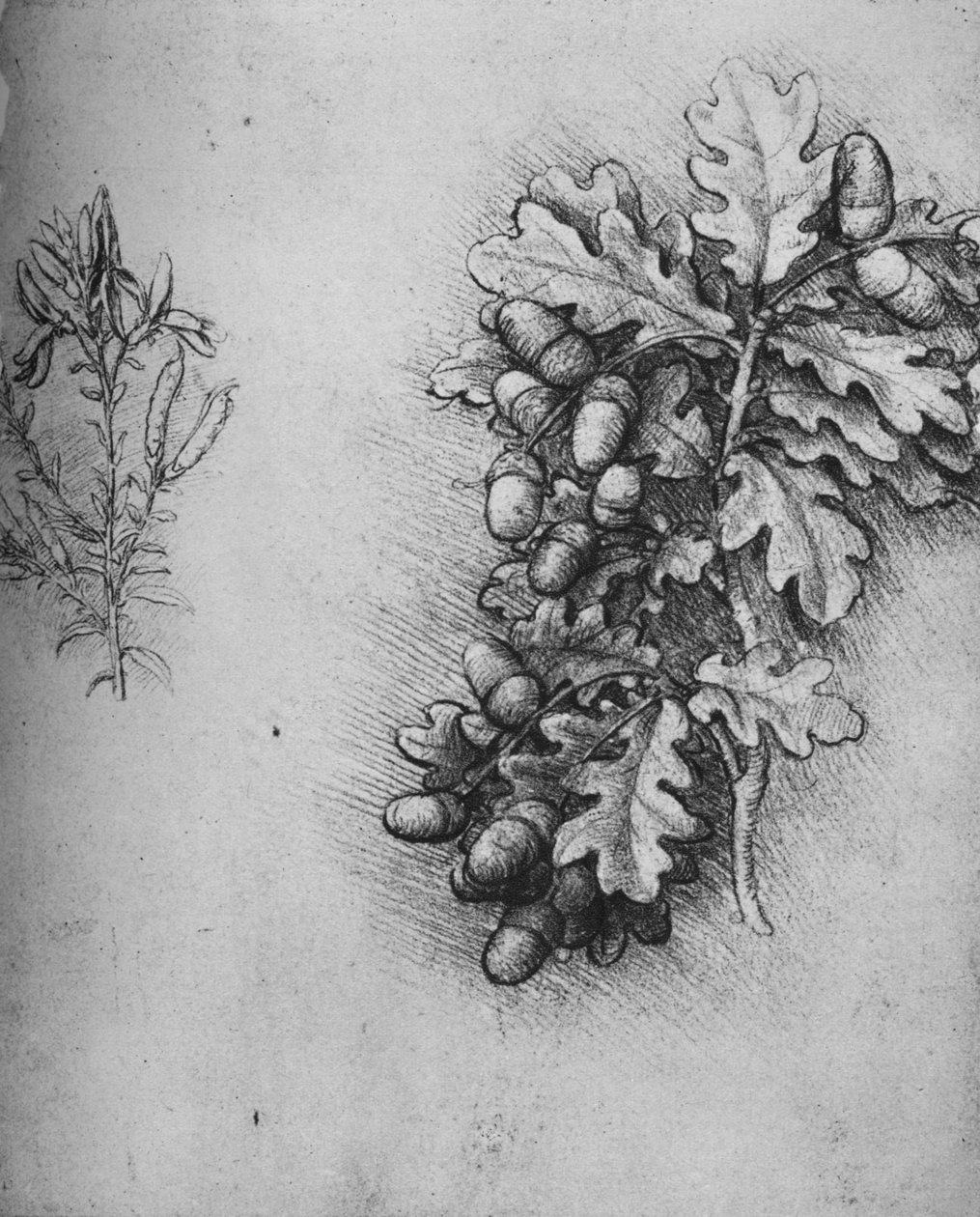 Ekblad med ekollon och färgare gröngräs, c1480 1945 av Leonardo da Vinci