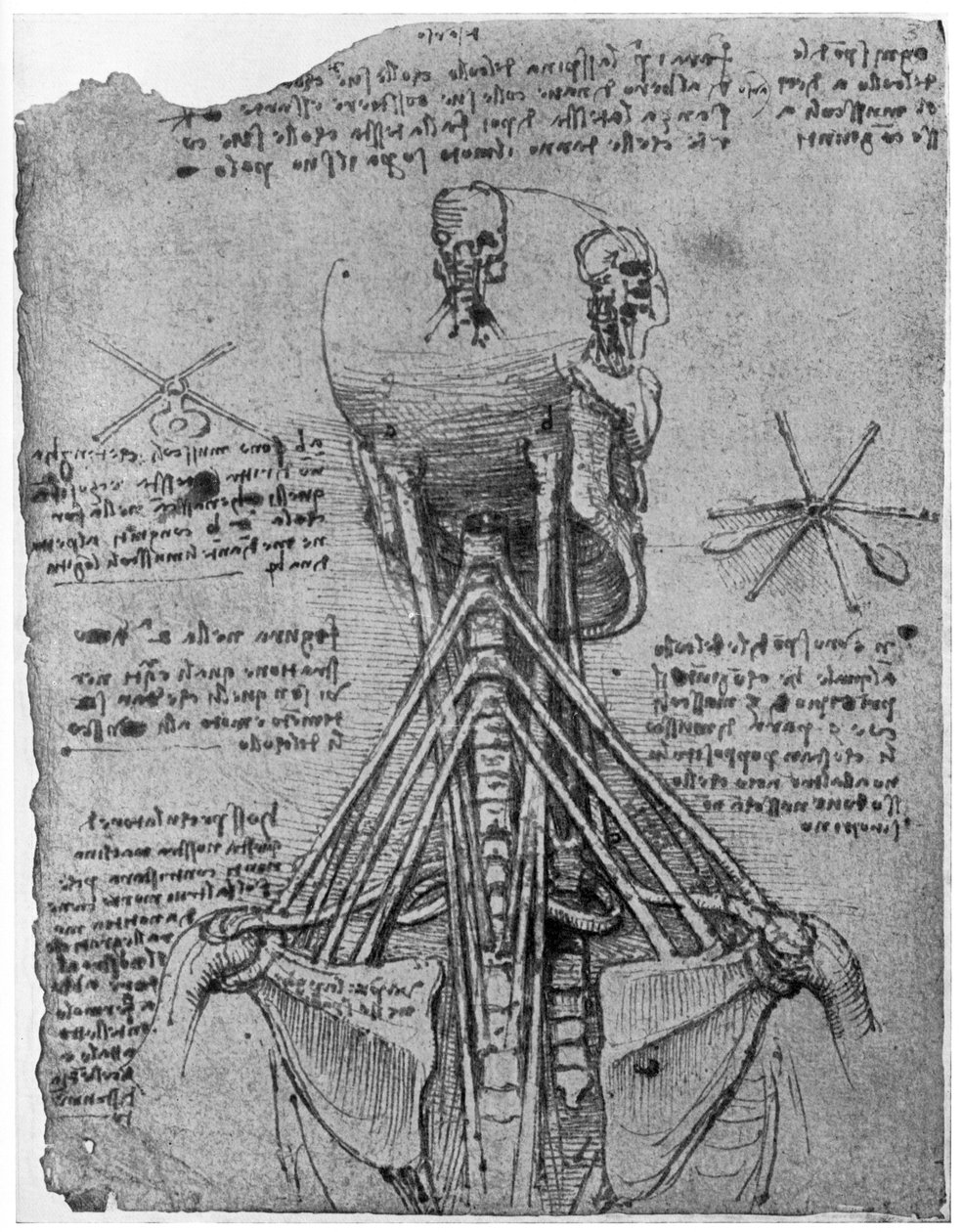 Bakifrån av ett skelett som visar senor i nacken, sent 1400-tal eller tidigt 1500-tal 1954 av Leonardo da Vinci