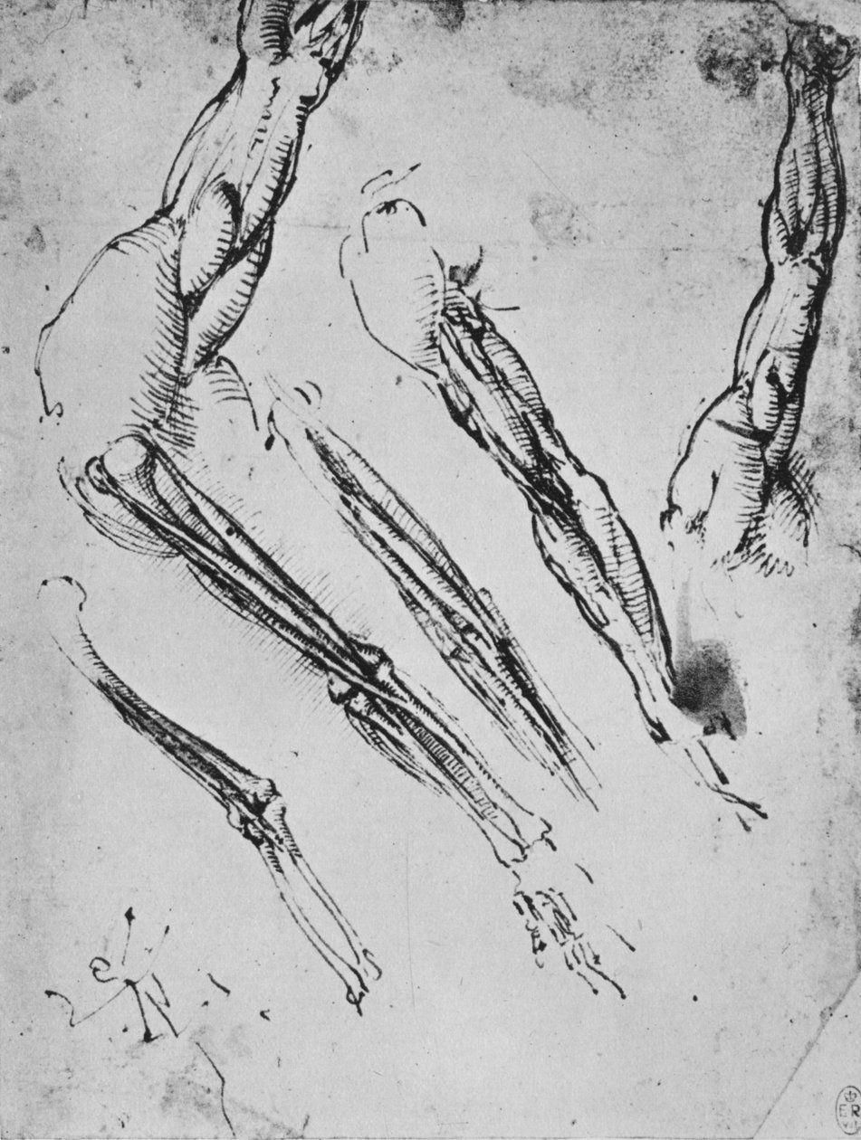 Sex studier av en arm som i tre fall visar benen, c1480 1945 av Leonardo da Vinci