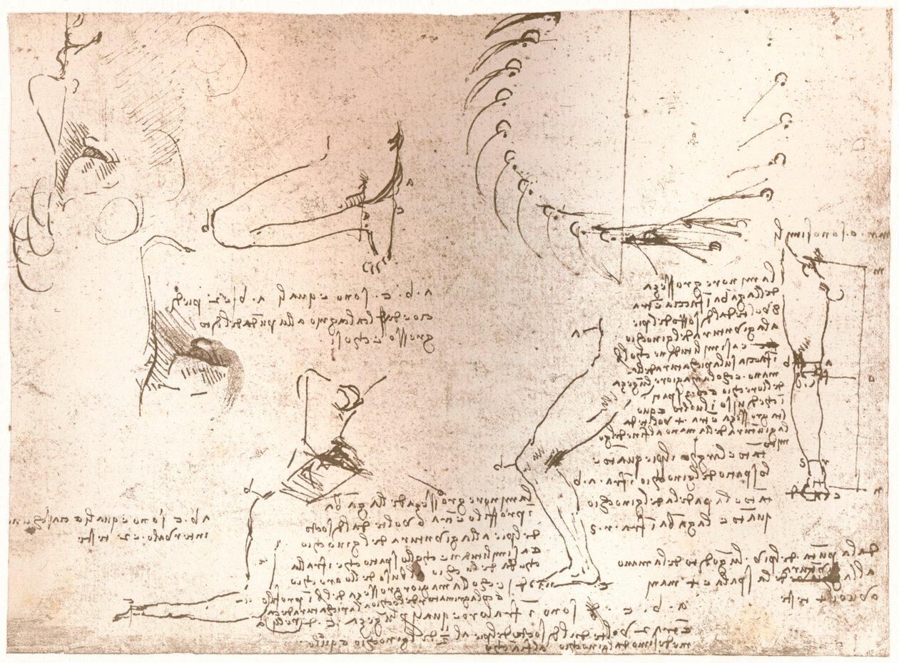 Skisser som illustrerar teorin om proportionerna av den mänskliga figuren, c1472-c1519 1883 av Leonardo da Vinci
