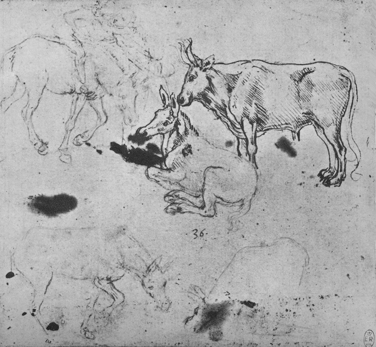 Studier av åsnor och en oxe, c1480 1945 av Leonardo da Vinci
