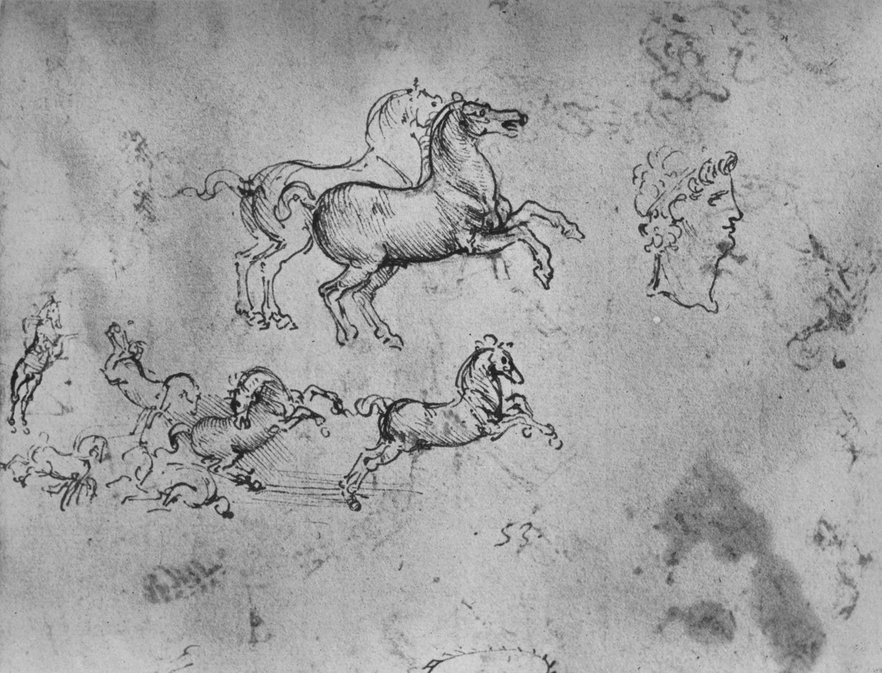 Studier av galopperande hästar och ett huvud, c1480 1945 av Leonardo da Vinci