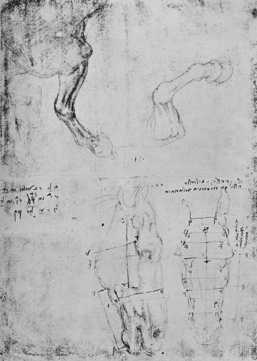 Studier av hästars framben och uppmätta teckningar av hästhuvuden, c1480 1945 av Leonardo da Vinci