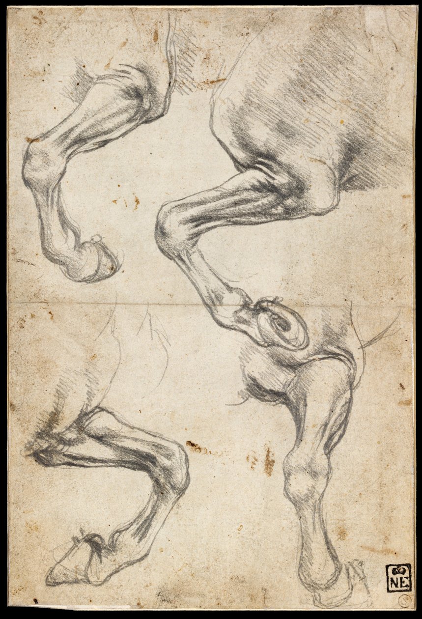 Studier av hästens ben av Leonardo da Vinci