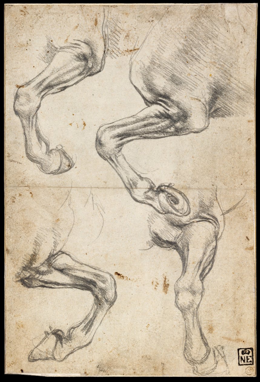 Studier av hästars ben av Leonardo da Vinci