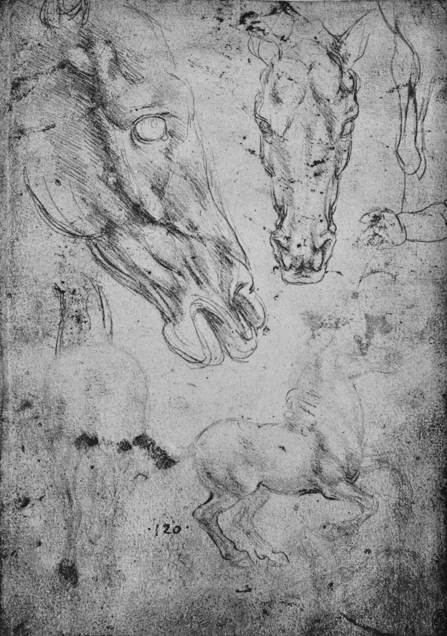 Studies of Horses and of Horses Heads, c1480 1945 av Leonardo da Vinci