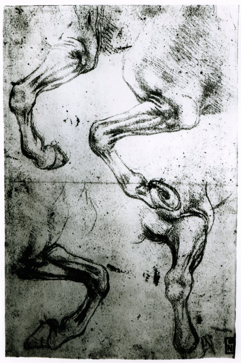 Studier af hestes ben (pen og blæk på papir) swed av Leonardo da Vinci