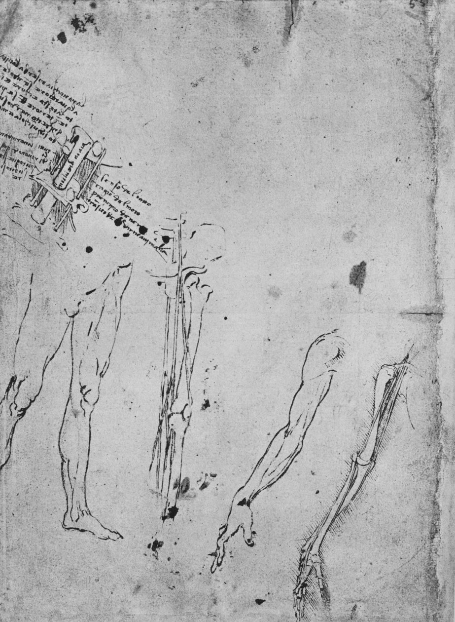 Studier av ben, av ben och senor i ett ben, av en arm och av ben och senor i en A av Leonardo da Vinci