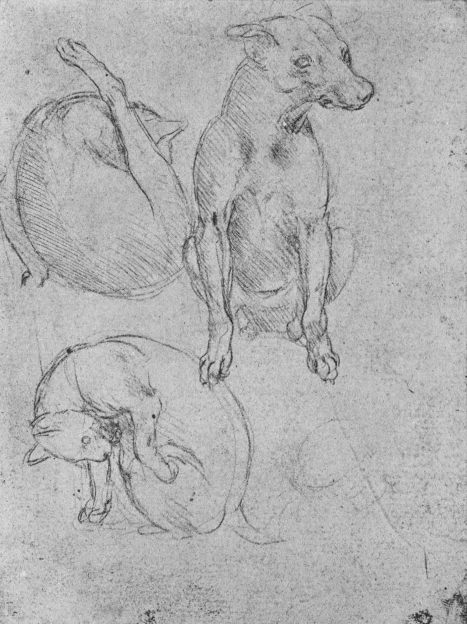 Studier av en hund och en katt, c1480 1945 av Leonardo da Vinci