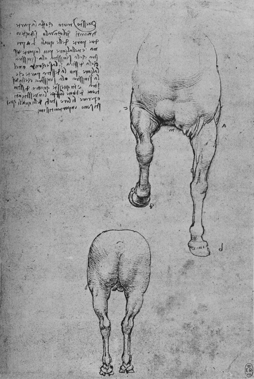 Studier av förkvarteren och av bakkvarteren av en häst, c1480 1945 av Leonardo da Vinci