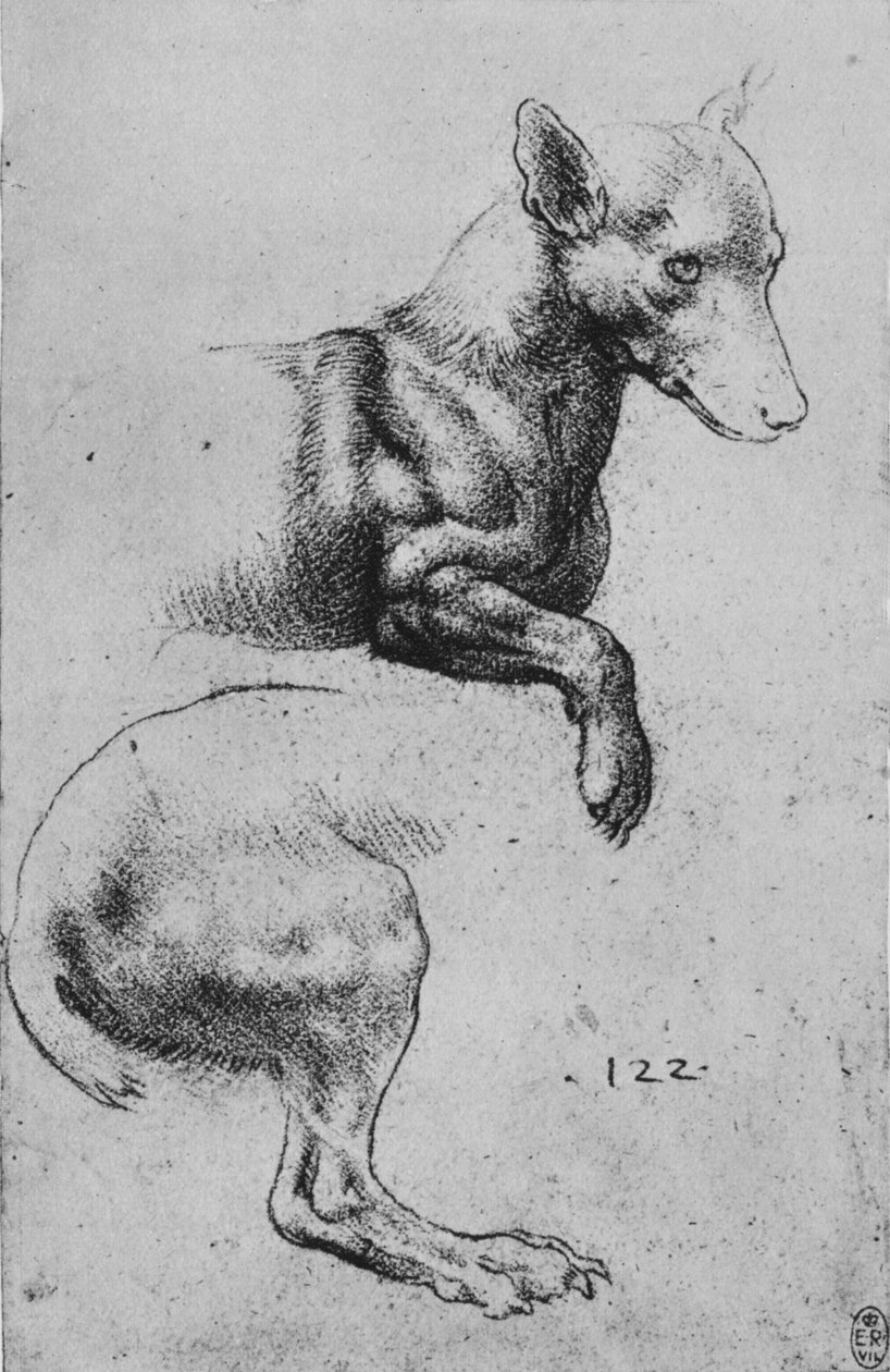 Studier av en hunds fram- och bakdel, c1480 1945 av Leonardo da Vinci