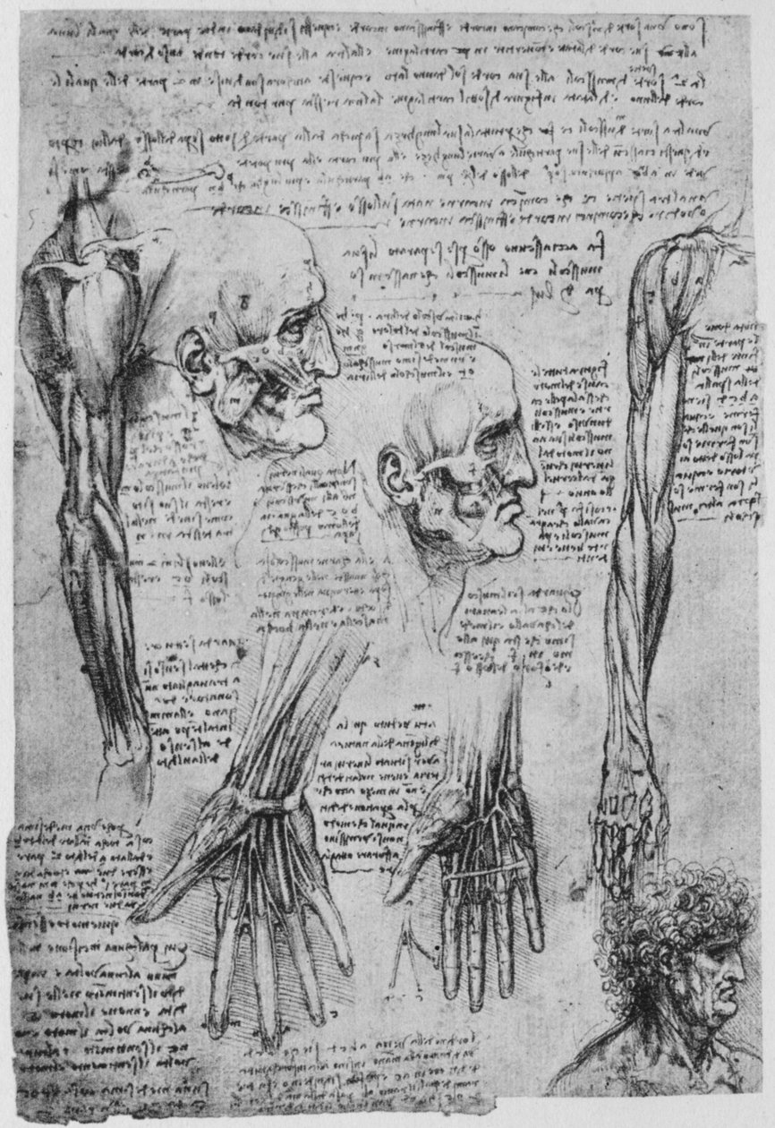 Studier av musklerna i ansiktet och armen, c1480 1945 av Leonardo da Vinci