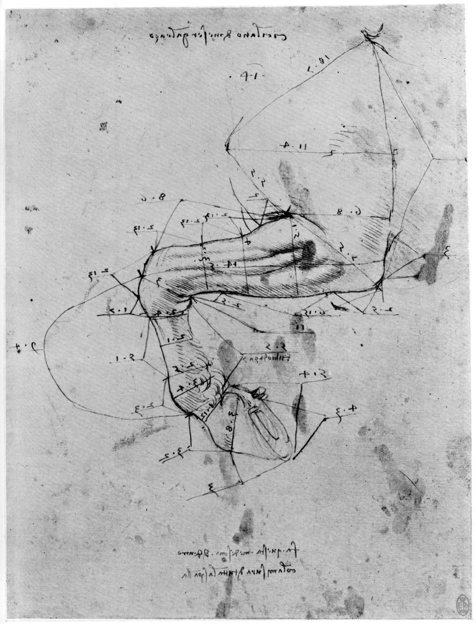 Studie i proportion av hästens ben, sent 1400-tal eller tidigt 1500-tal 1954. av Leonardo da Vinci
