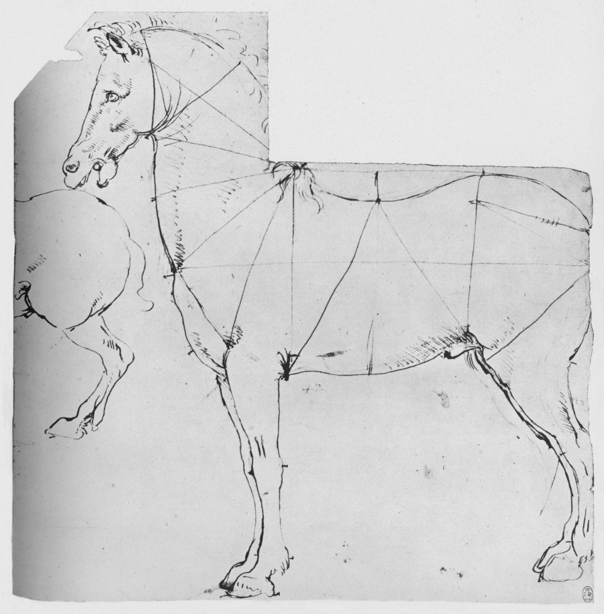 Studie av en häst utmärkt för mätning, c1480 1945 av Leonardo da Vinci